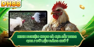 Kinh Nghiệm Chọn Gà Cựa Sắt DH88 Qua 7 Dữ Liệu Đáng Chú Ý